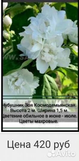 Продам чубушник (жасмин)