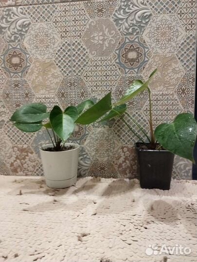 Антуриум Пандола