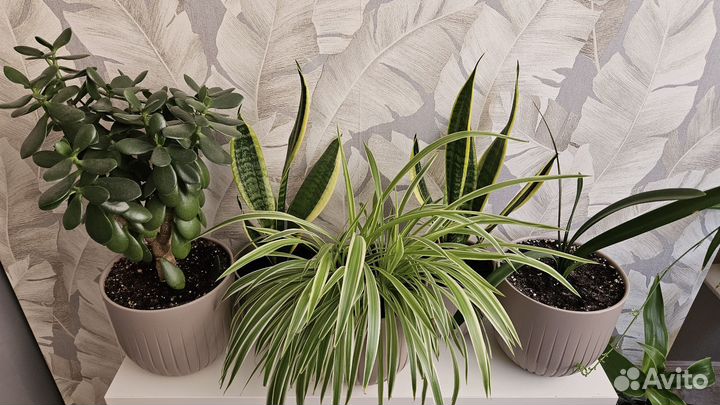 Домашние растения