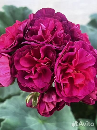 Ив эсфирь прекрасная