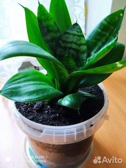 Сансевиерия