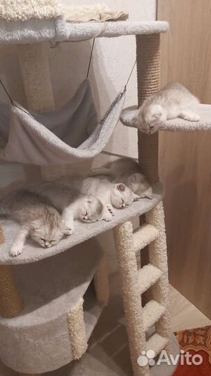 Британские котята