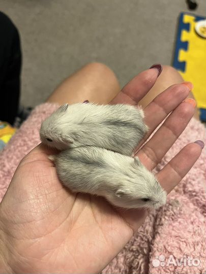 Джунгарский хомяк