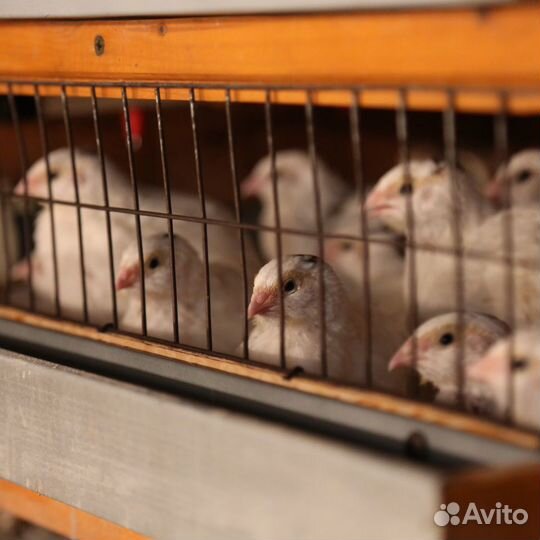 Перепела/перепелки/перепелиное яйцо/домашняя птица