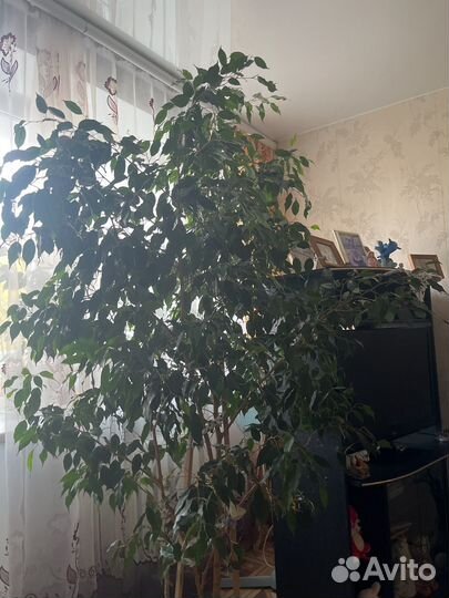 Фикус бенджамина большой