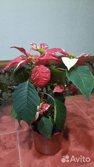 Цветок пуансеттия