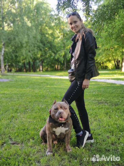 Вязка tavridas bulls Family Американский булли