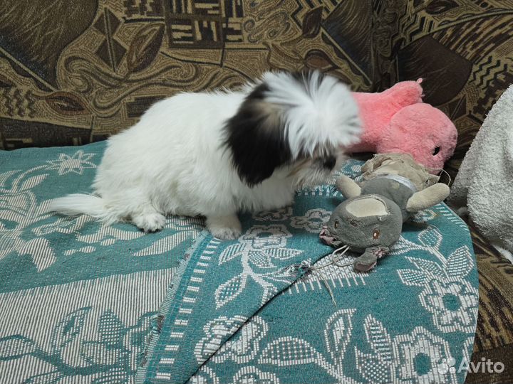 Продажа собак