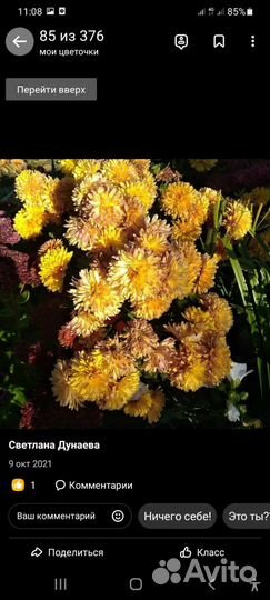 Растения для сада