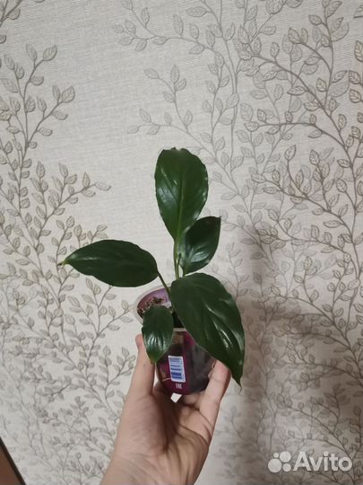 Спатиффилум