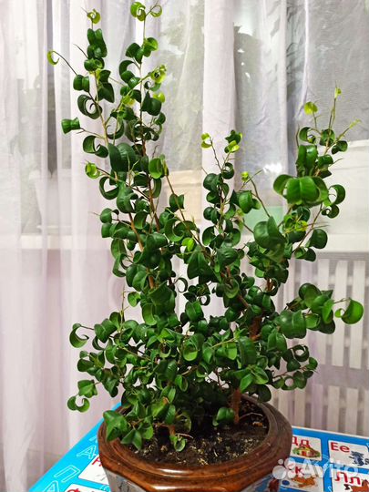 Фикус букле