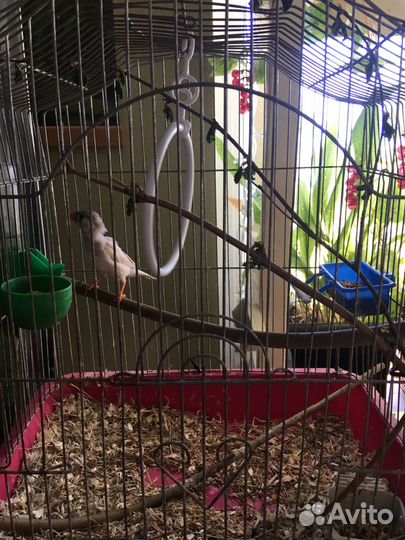 Зебровые амадины