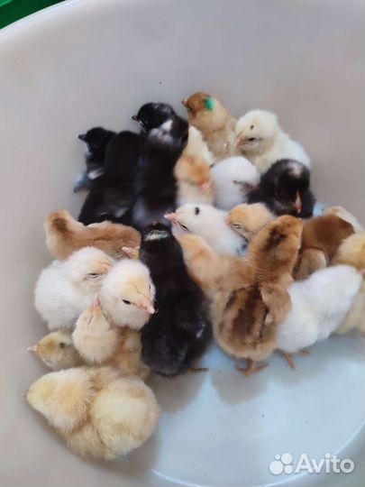 Цыплята суточные