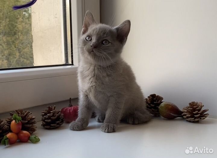 Британский котёнок мальчик