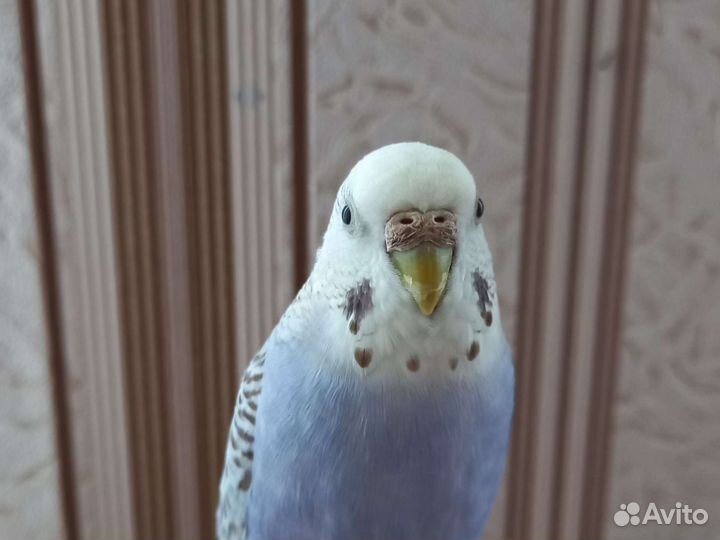 Передержка животных на время отпуска