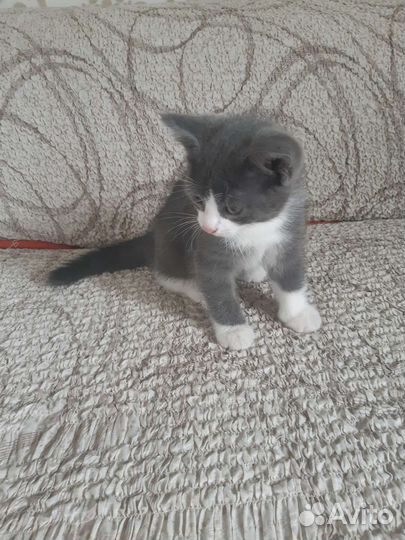 Котёнок