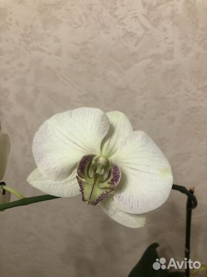 Орхидея фаленопсис
