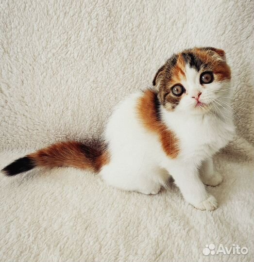 Кошечка черепашка