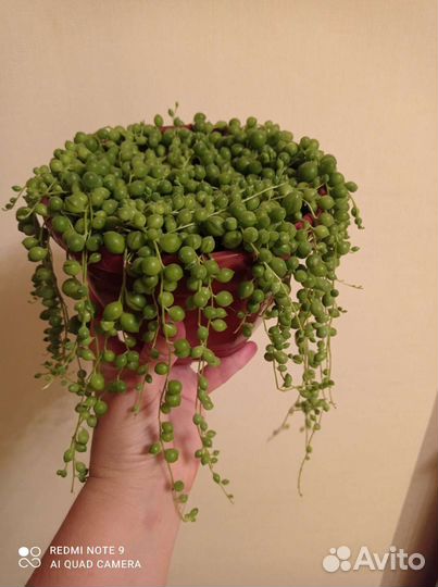 Джинура, мандарин, крестовник Роули, суккуленты