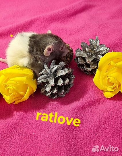 Крысята дамбо девчонки от ratlove