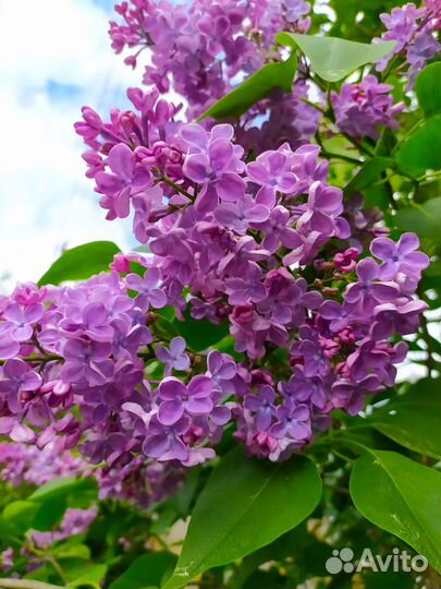 Сирень темно-сиренего цвета