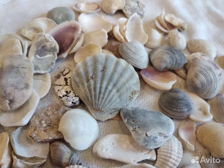 Ракушки морские