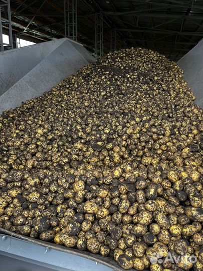 Продам картофель оптом