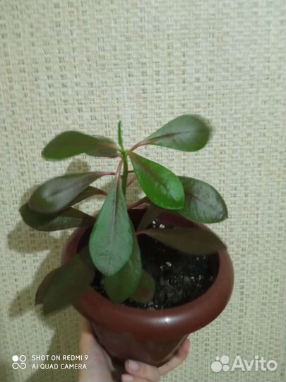 Комнатные цветы сингониум, колеус, крассула