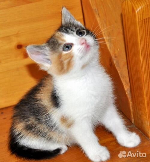 Трехцветные котята