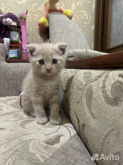 Котенок мальчик