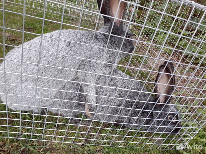 Кролики полтавское серебро обмен