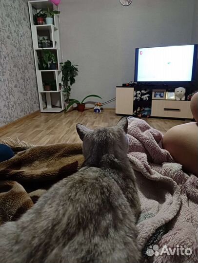 Кошка в дар