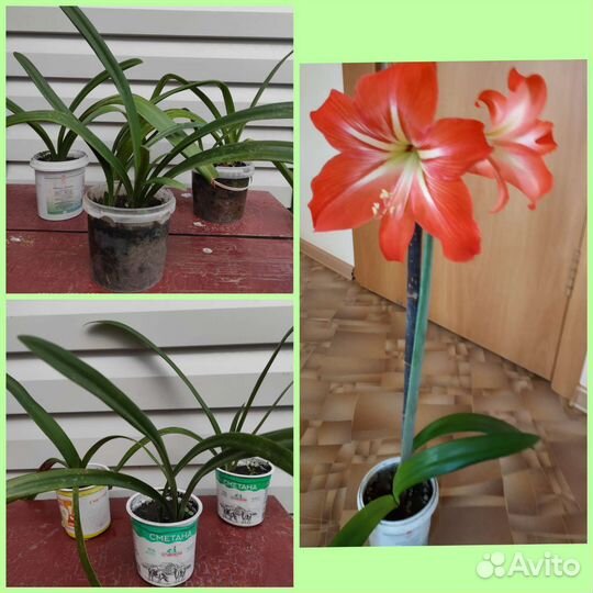 Комнатные цветы