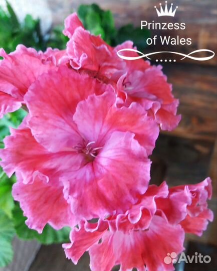 Королевские пеларгонии