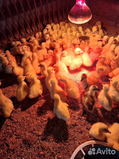 Гусята Линда