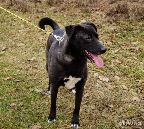 Юна, 4 года, хорошая охранница. Стерилизована