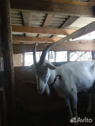 Козы дойные