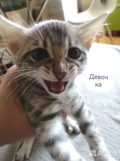 Бенгальский котик