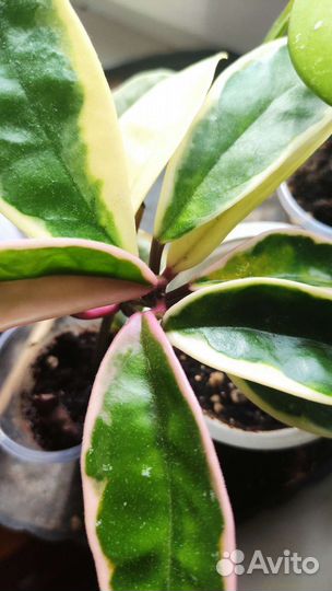 Хойя климсон