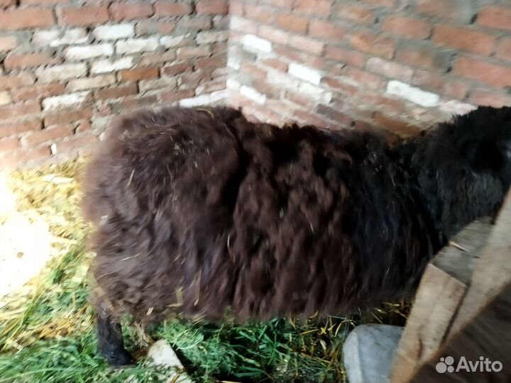 Овцы бараны