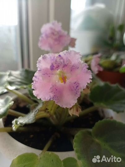 Алоэ, фиалка