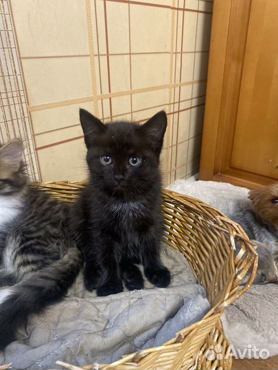 Котята в добрые руки даром