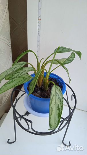 Аглаонема Сильвер кинг