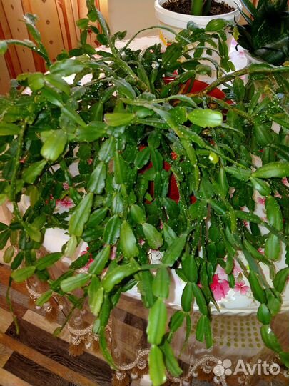 Комнатные домашние растения