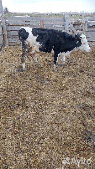 Коровы дойные молочные
