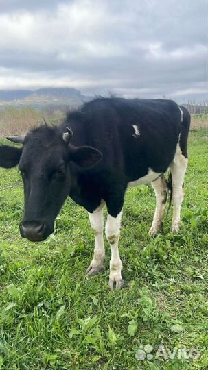 Корова и телка