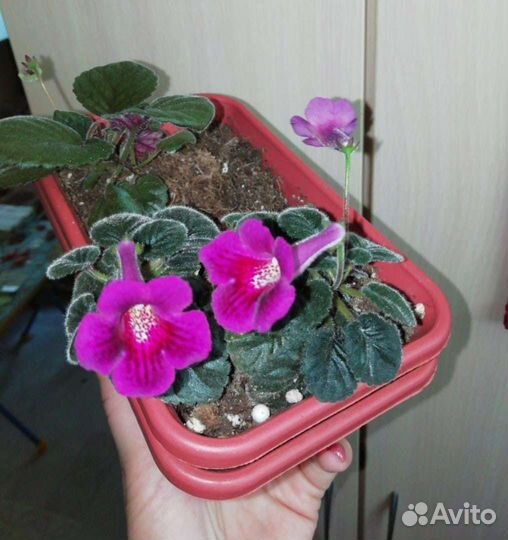 Минисиннингия Black Eruption