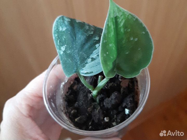 Сциндапсус сильвер сплеш