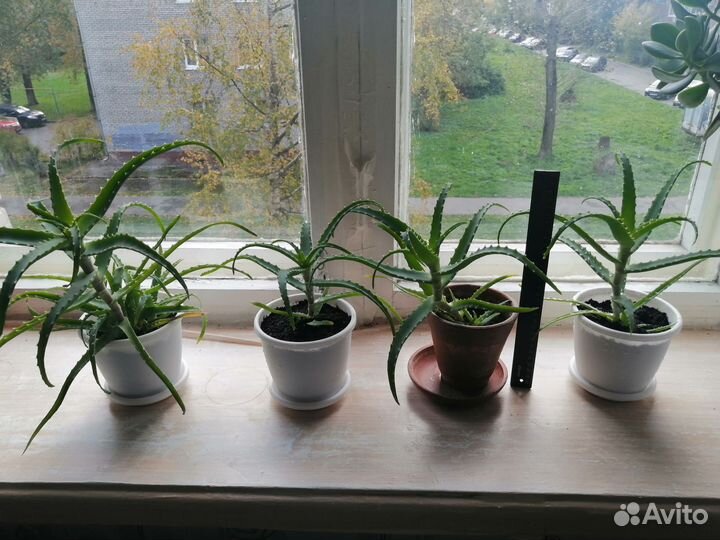 Алоэ, столетник