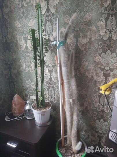 Комнатные цветы кактус